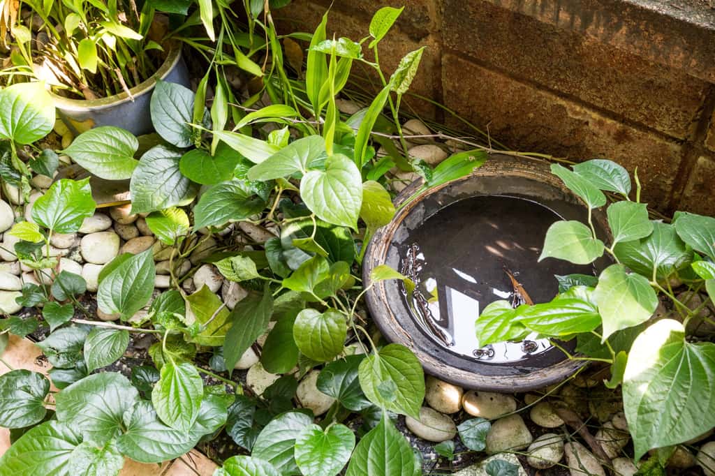 Dans le jardin, la moindre coupelle remplie d'eau devient l'endroit idéal pour la ponte des œufs de moustique ! Il faut veiller à les vider. © ThamKC, Adobe Stock