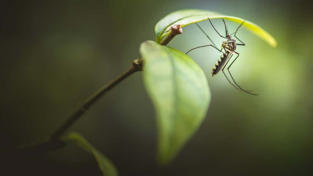 Le moustique, un insecte pollinisateur comme les autres. © NuayLub, Adobe Stock