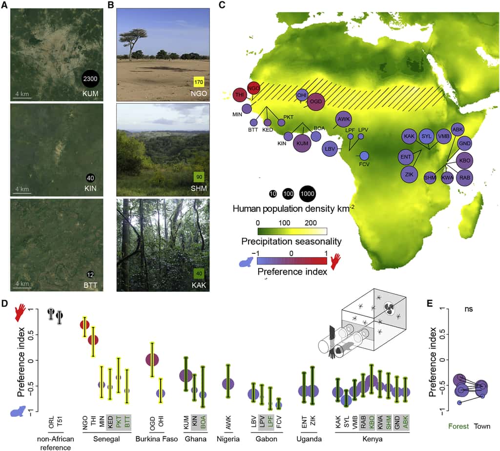 Les figures A et B montrent quelques-unes des zones où les moustiques ont été capturés. La figure C montre sur le continent africain les moustiques qui préfèrent piquer les animaux (en bleu-violet) et ceux qui préfèrent piquer les humains (en rouge) en fonction de la densité de population et de la sécheresse. Enfin, la figure D montre que les différences ne sont pas simplement expliquées par un environnement forestier et citadin. © Noah H. Rose et al., <em>Cell 2020</em>