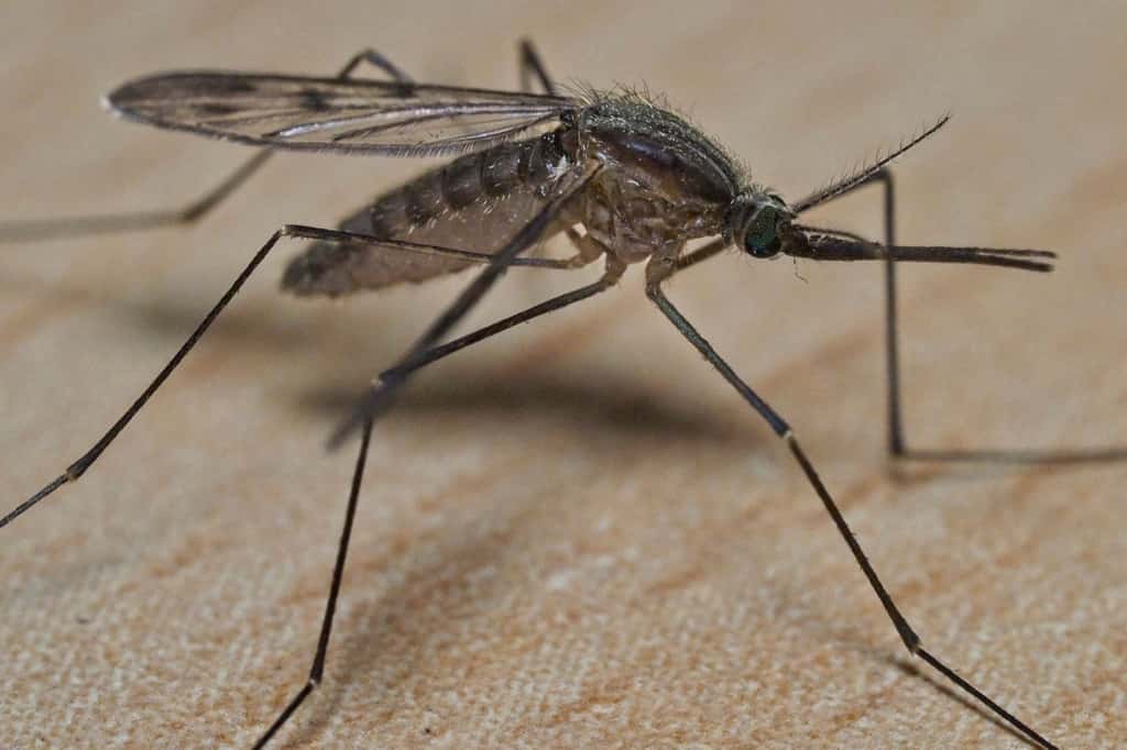  L'Organisation mondiale de la Santé (OMS) s'inquiète de l'augmentation alarmante du nombre de cas de dengue au cours des deux dernières décennies. © Guillaume Souvant, AFP