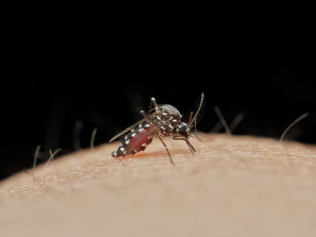 <em>Aedes albopictus </em>© abdul, Adobe Stock