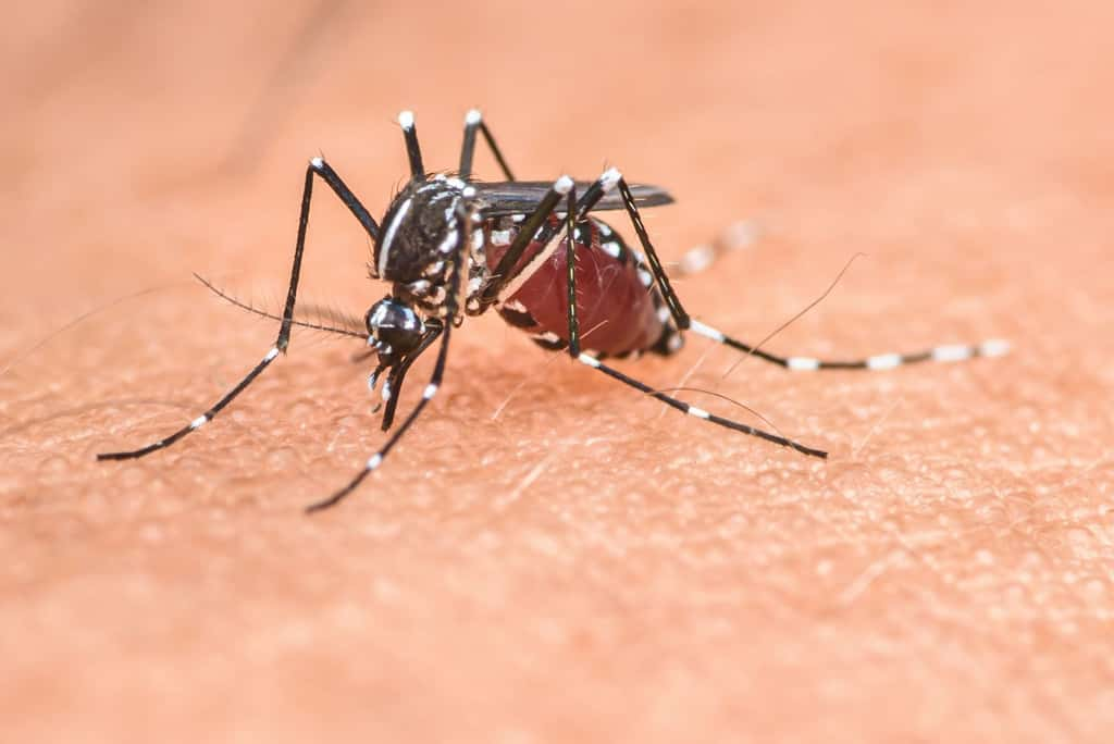  La probabilité d'épidémies de maladies tropicales (dengue, chikungunya et Zika) est élevée à l'horizon 2030, selon l'Anses, avec de lourdes conséquences sanitaires, économiques et sociales. © NuayLub, Shutterstock.com