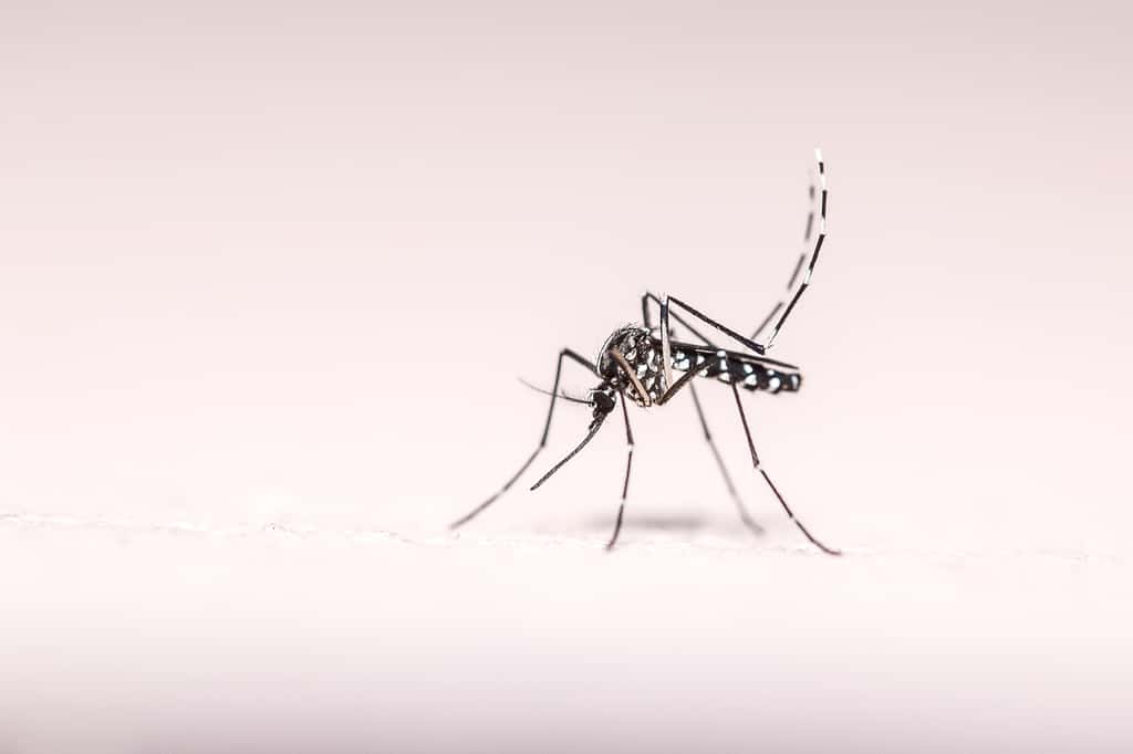 Le moustique-tigre est porteur du chikungunya, à l'origine de plusieurs épidémies d'importance, notamment en 2009. © mallorca78, Adobe Stock