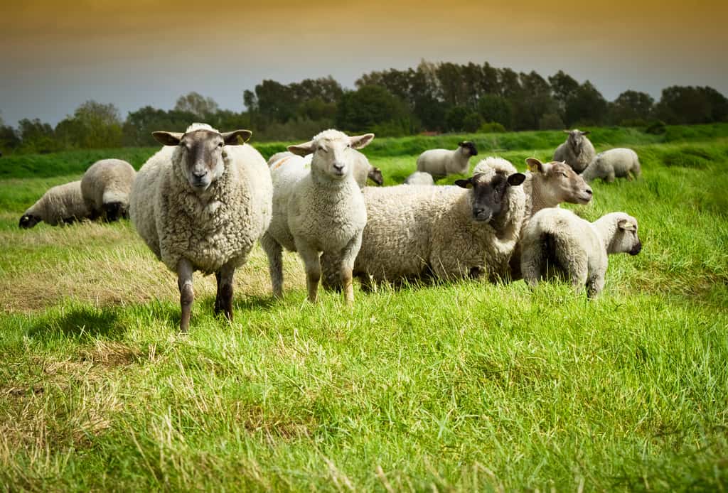 La panse d'un bovin peut contenir jusqu'à 200 litres de matière, contre une vingtaine chez les ovins. © FineBokeh, Adobe Stock