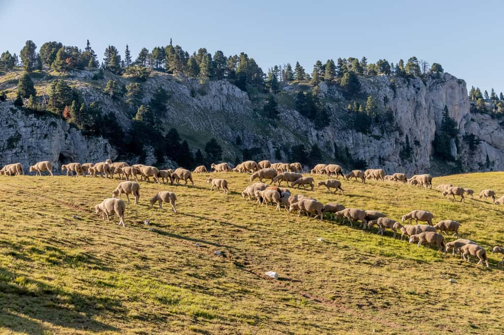 Malgré une population de loups et un nombre d'attaques sur des troupeaux en baisse, le nouveau Plan national d’actions prévoit une facilitation des tirs. © Mathilde, Adobe Stock