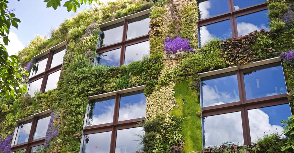 Un mur végétal extérieur n’est pas qu’esthétique, il favorise la biodiversité, limite la chaleur intérieure et absorbe du CO2. © Eugene Sergeev, Shutterstock