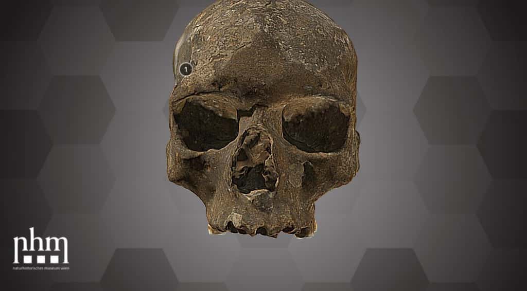 Le crâne humain fossile découvert dans la grotte de Mladeč (République tchèque), en 1881, a été scanné et son visage recréé à l'aide d'outils informatiques. © Museum d'Histoire naturelle de Vienne, CC by 4.0