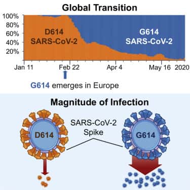 La transition entre le variant D614 et G614 du coronavirus ces deniers mois et un schéma qui indique que le variant G614 est plus infectieux <em>in vitro</em>. © Bette Korber et al. Cell 2020
