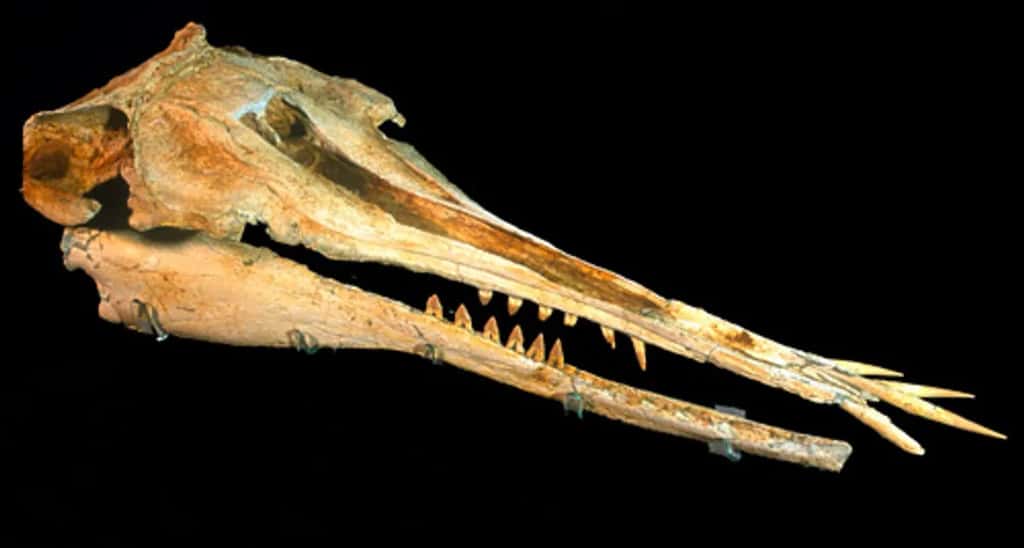 Le crâne extrêmement bien conservé aux dents impressionnantes a été découvert en 1998, contenu dans un bloc tombé au pied d'une falaise située sur l'île du Sud de Nouvelle-Zélande. © Amber Coste