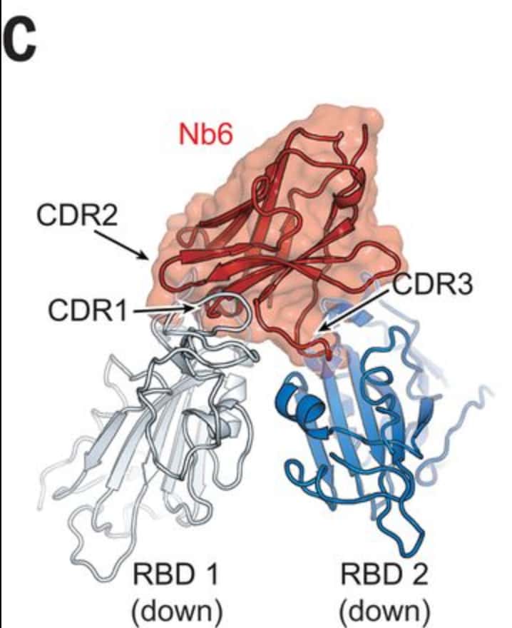 En rouge, le site de fixation de Nb6, le nano-anticorps, qui chevauche deux domaines RBD dans la forme « <em>down</em> ». © Michael Schoof et <em>al. Science Advances</em>
