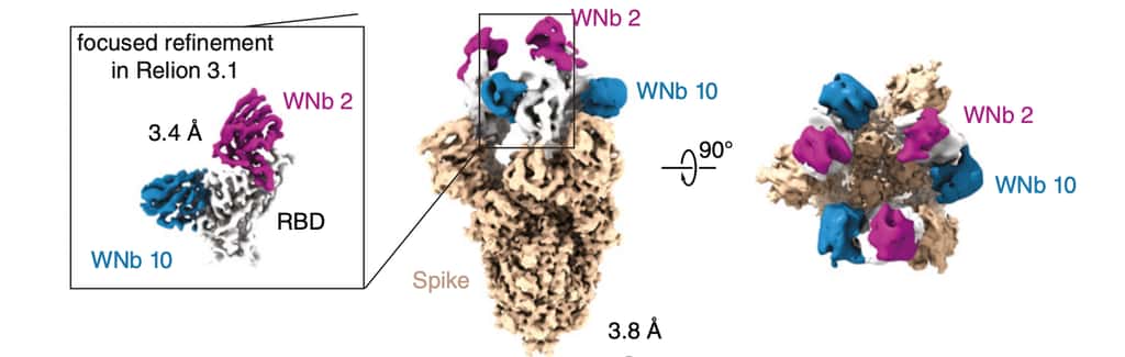 La structure en trois dimensions de deux nano-anticorps WNb2 (en rose) et WNb10 (en bleu) et leur lieu de fixation sur la protéine S (en beige). © Phillip Pymma et <em>al. PNAS</em> 