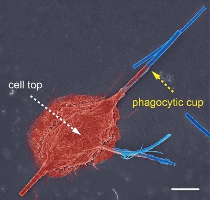 Image en microscopie électronique à balayage et pseudo-couleur : phagocytose par un macrophage (rouge) de nanofibres de verre (bleu) après 12 h de phagocytose frustrée ; barre d'échelle, 5 μm. ©Yu-Ting Qi et al., 2023, <em>Nature Nanotechnology</em>