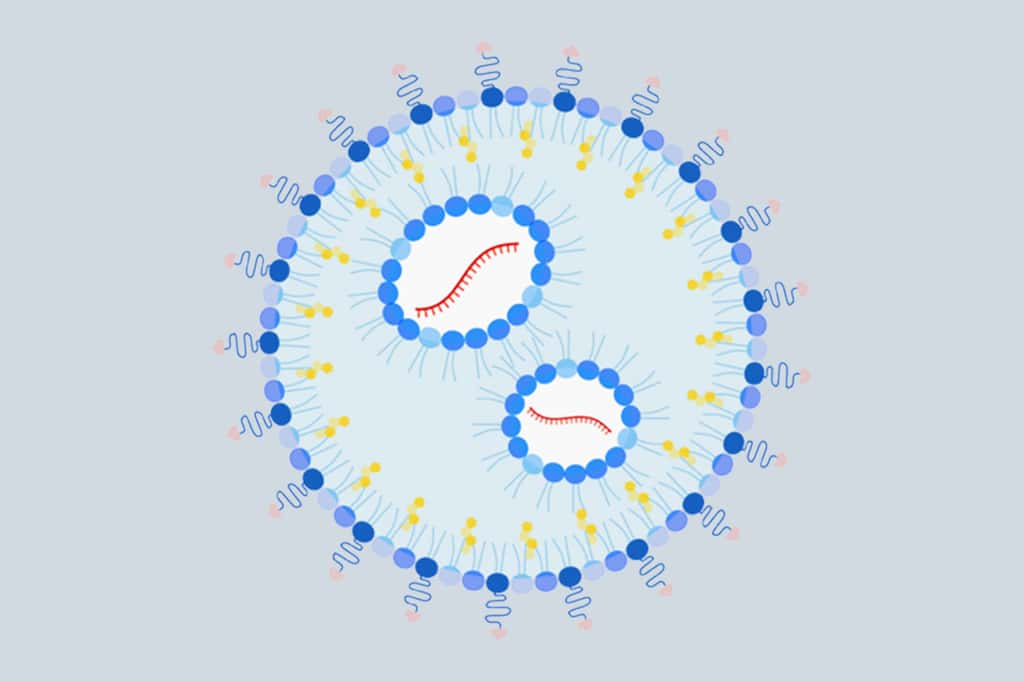 La nanoparticule développée par les chercheurs contient à sa surface des sucres qui ciblent des cellules spécifiques du foie (bleu foncé et rose) et une charge utile d'ARNm qui code pour un fragment de protéine spécifique (rouge). © Nel Lab, Ucla