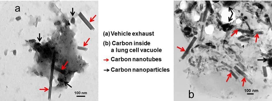 Les nanotubes de carbone (indiqués par des flèches rouges) présents dans des gaz d’échappement (à gauche) peuvent se retrouver dans des cellules de poumons (à droite). © Kolosnjaj-Tabi <em>et al., EBioMedicine,</em> 2015, CC by-nc-nd 4.0
