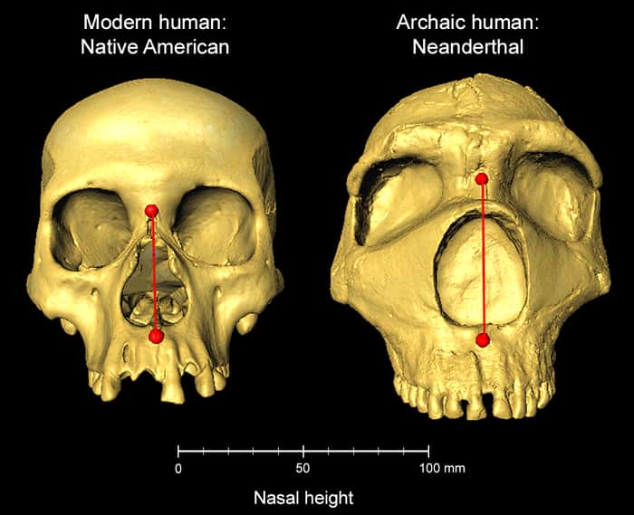 Crânes d'humains modernes et de Néandertaliens archaïques côte à côte, montrant la différence de hauteur du nez. © Dr. Kaustubh Adhikari, UCL