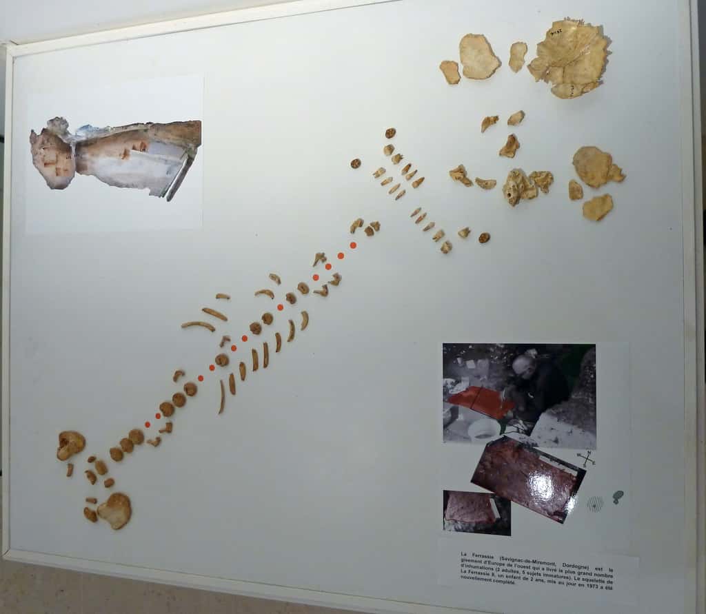L’ensemble des restes humaines attribués à La Ferrassie 8, présenté lors d’une exposition au Musée national de Préhistoire aux Eyzies de Tayac. © Musée national de la Préhistoire 