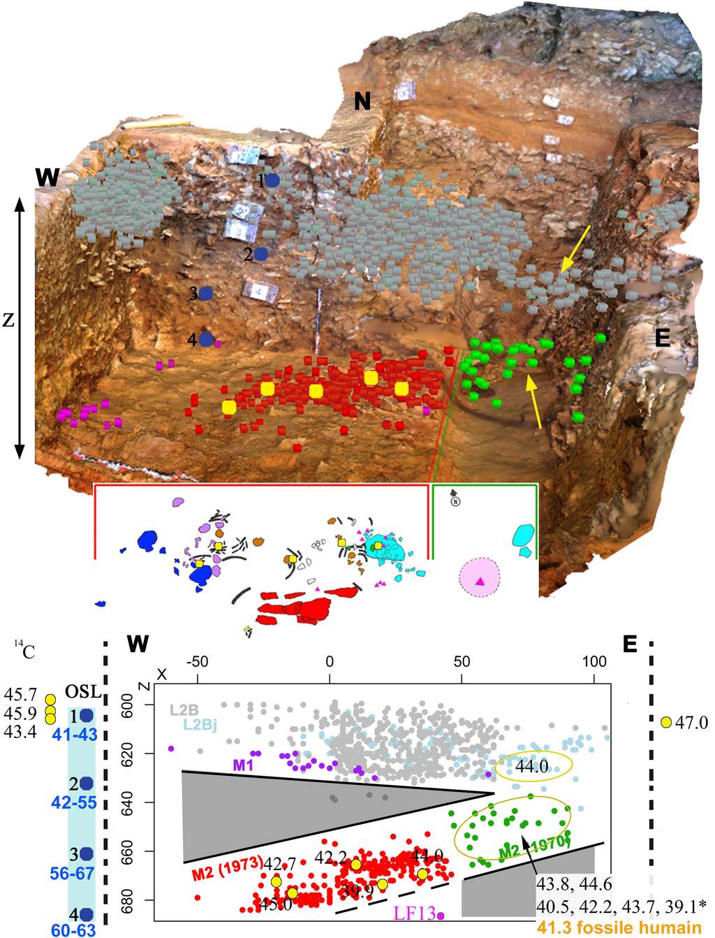 La Ferrassie en huit dates. Vue du dessus d’un modèle 3D de la zone fouillée en 2014 où a été découvert le Néandertalien La Ferrassie 8 (en haut). Plan en 2D des restes de l’enfant et des objets associés (au milieu). Projection dans la direction Est-Ouest de tous les objets découverts dans cette zone du site (en bas). Les restes archéologiques associés à l’enfant néandertalien (représentés par les points rouge et verts) sont bien séparés de la couche située au-dessus (point gris) et ne suivent pas l’orientation naturelle des autres couches archéologiques. Les âges obtenus par 14C (localisés par des points et flèches jaunes) montrent que le fossile humain directement daté est plus récent que les objets venant de la couche située au-dessus et que le sédiment, daté par la méthode OSL (points bleus et valeurs en bleu), qui l’entoure. © Antoine Balzeau, CNRS, MNHN