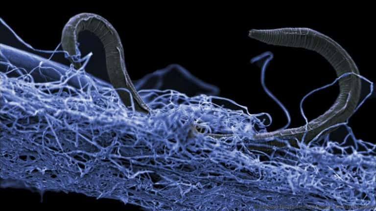 Une nématode, un micro-organisme découvert dans une mine d'or d'Afrique du Sud et qui vit à 1,4 kilomètre sous la surface. © Gaetan Borgonie, DCO