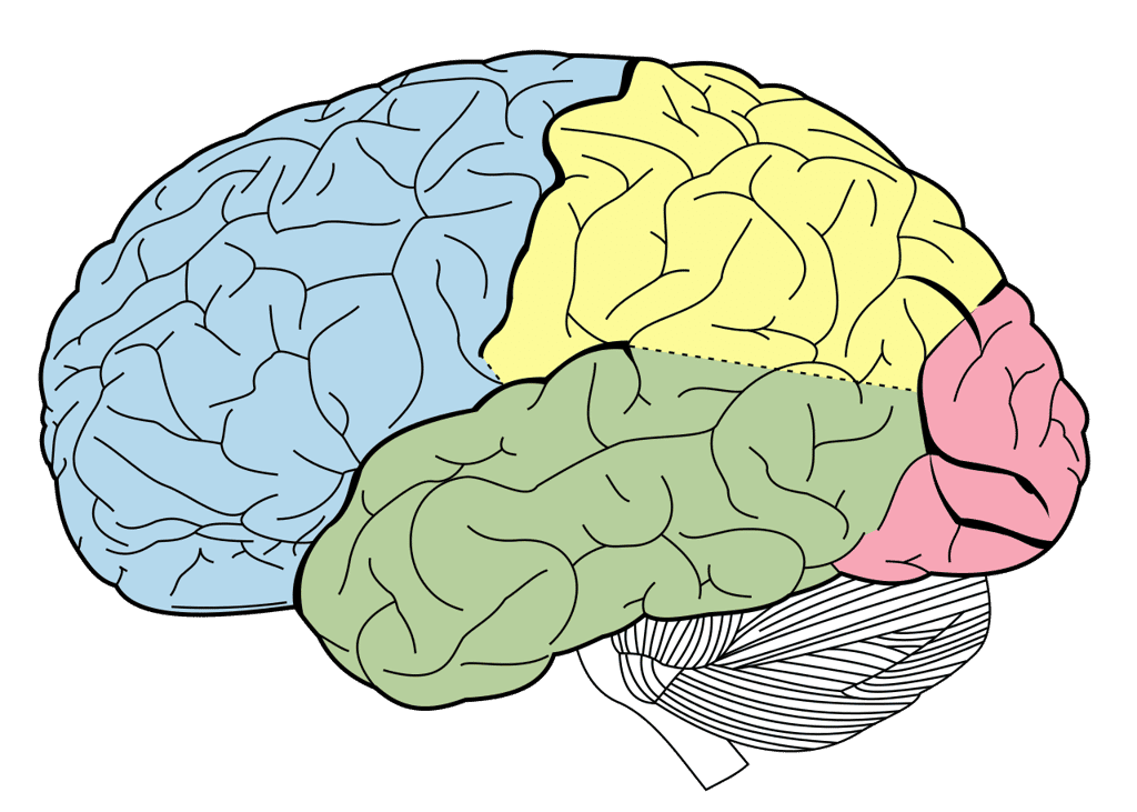 Les lobes du néocortex humain : frontal (bleu), pariétal (jaune), occipital (rose) et temporal (vert). © Bartleby, Wikimedia Commons, DP