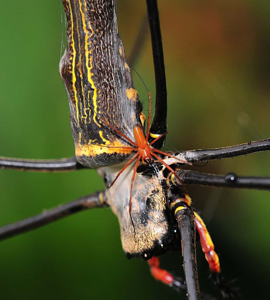 Les araignées du groupe des néphiles sont marquées par un fort dimorphisme sexuel. À l’image, un mâle de couleur rouge s’apprête à féconder une femelle. La différence de taille entre les deux est marquante. © Spiderman (Frank), Flickr, cc by nc nd 2.0
