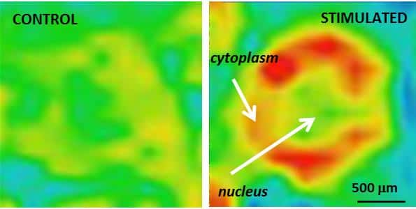  Ces images montrent le captage du manganèse (en rouge) induit par l’activation du neurone B3 du ganglion buccal de l’aplysie. On distingue le cytoplasme et le noyau (<em>nucleus</em>). La résolution spatiale est de 25 µm. © Radecki <em>et al.</em>, <em>Pnas</em>