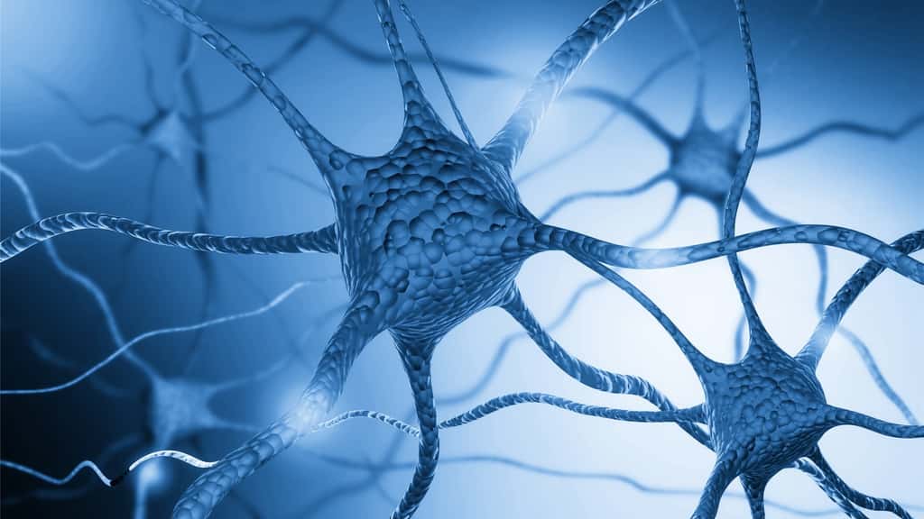 Dans la maladie de Parkinson, les neurones à dopamine de la substance noire du cerveau dégénèrent. © BillionPhotos.com, Fotolia