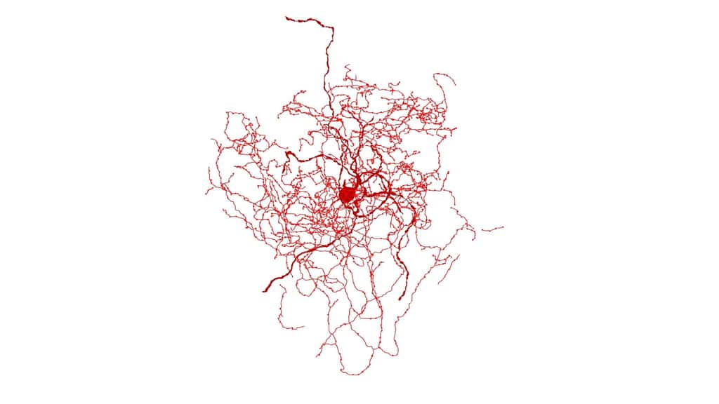 Reconstruction du nouveau type de neurone identifié, avec une forme évoquant un bourgeon. © Boldog, <em>et al.; Nature Neuroscience</em> 2018.