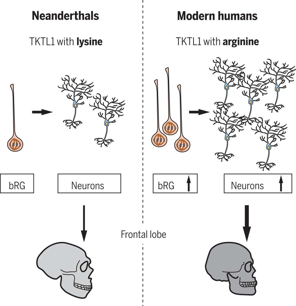 La substitution d'une seule lysine par une arginine dans le gène TKTL1 de l'humain moderne entraîne un nombre plus important de cellules gliales radiales basales (bRG) que chez l'Homme de Néandertal. Ces bRG génèrent à leur tour davantage de neurones néocorticaux chez l'Homme moderne. © Pinson, Xing, Namba <em>et al. Science</em> (2022)