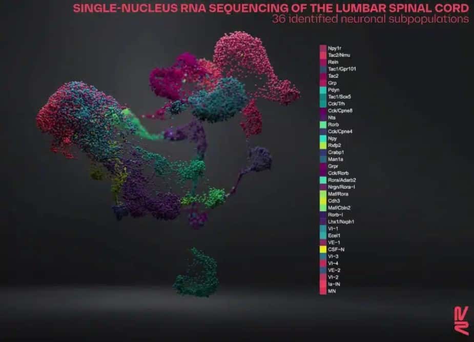 Trente-six sous-populations de neurones ont été recensées par les chercheurs dans la moelle épinière. © EPFL