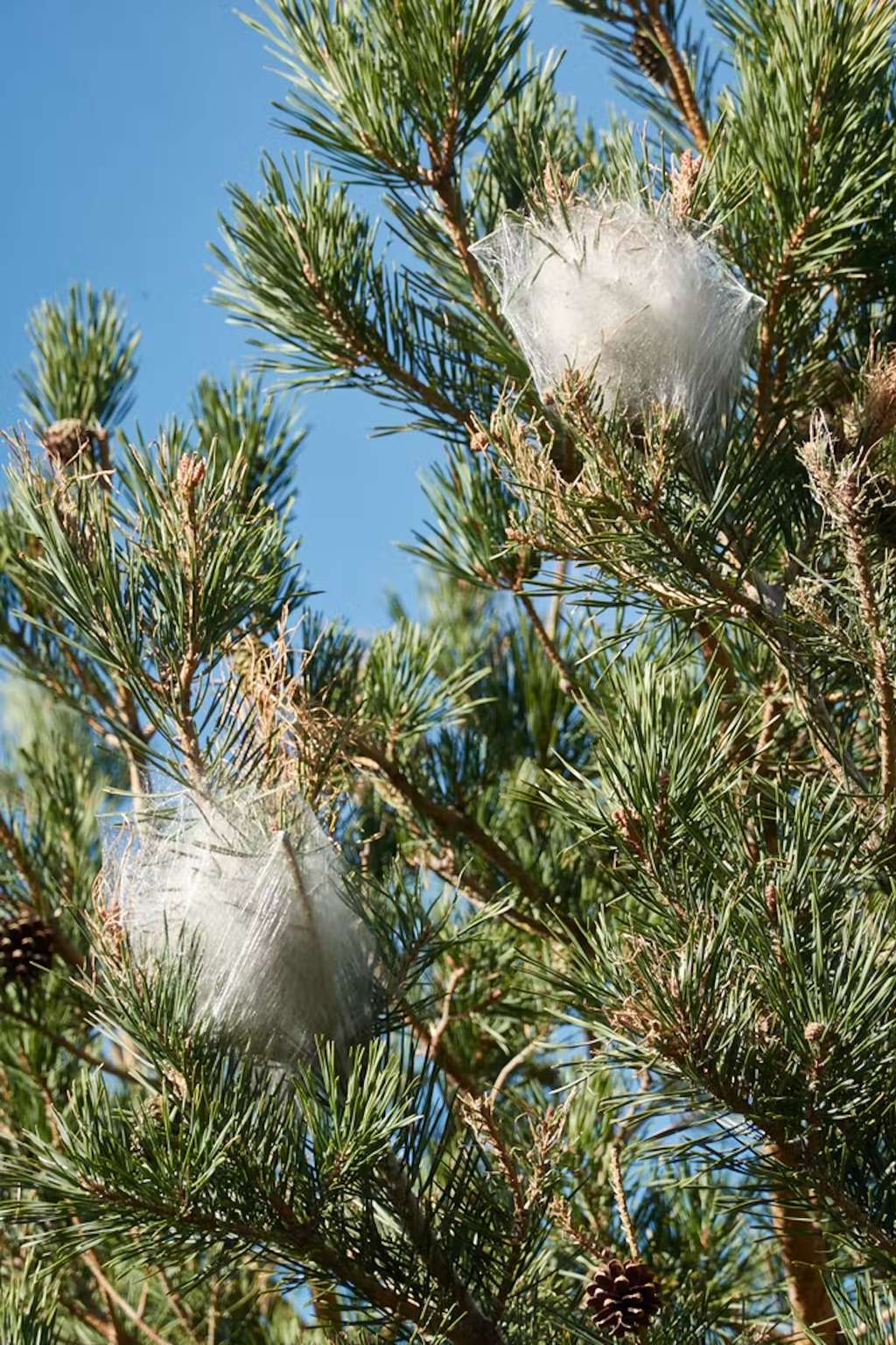 Les nids eux-mêmes peuvent contenir des poils urticants. Il faut contacter des spécialistes pour s’en débarrasser. © JaviJ, Shutterstock