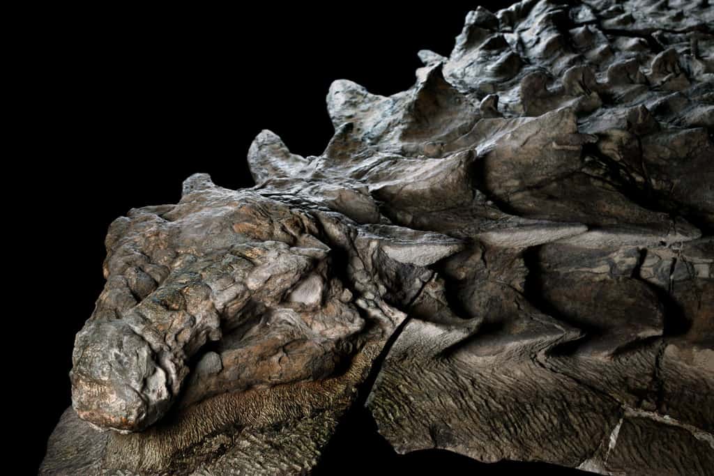 La tête et le cou de ce nodosaure, couverts d’écailles en pointes, semblent ceux d'un reptile mort récemment. L’animal est pourtant mort il y a plus 110 millions d’années. © <em>National Geographic</em>, <em>Royal Tyrrell Museum</em>