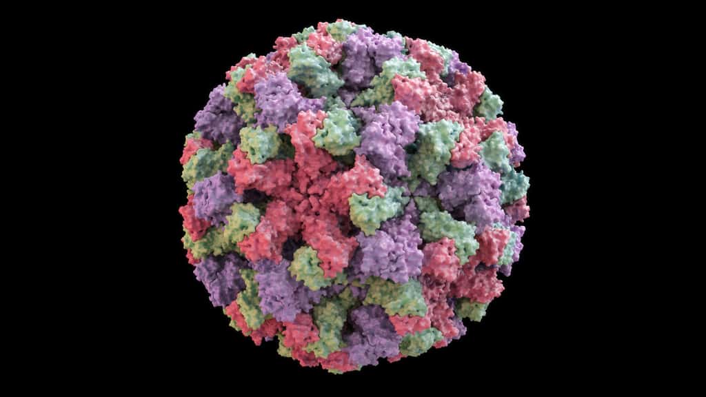 Une représentation en 3D du virus de Norwalk, le virus-type du genre <em>Norovirus</em>. © Yabusaka, Adobe Stock