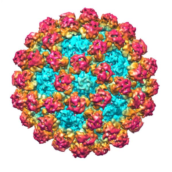 Vue de la capside du norovirus, cette capsule qui entoure son ARN. Il appartient à la famille des caliciviridés. © AJ Cann / Flickr - licence Creative Commons