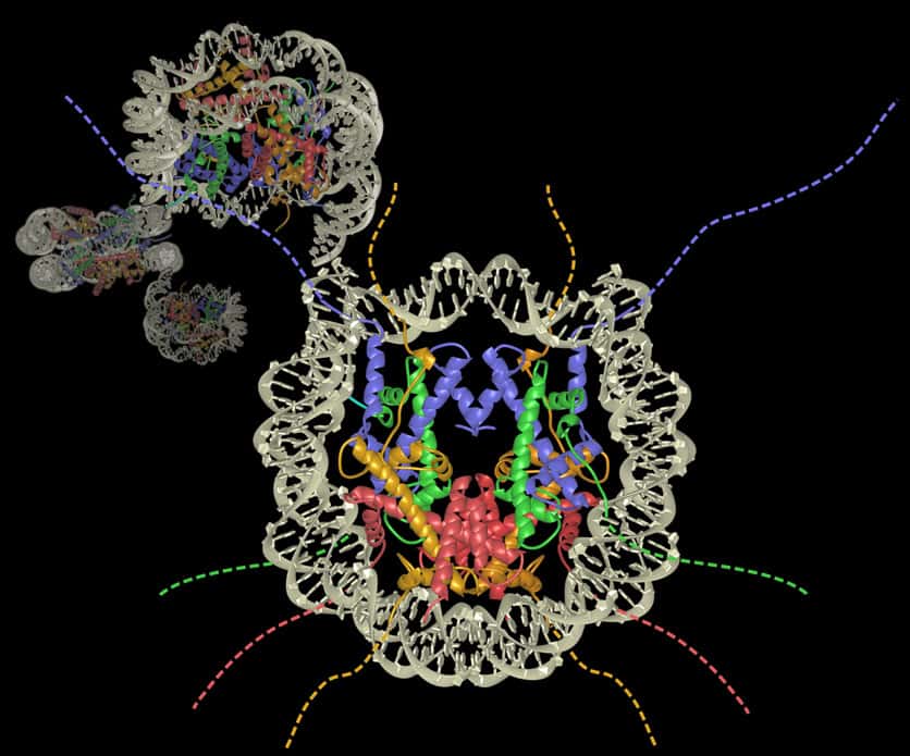 Dans le noyau des cellules eucaryotes, la chromatine est composée de nucléosomes contenant de l'ADN (double hélice) et des histones (en couleur). © Penn State, Flickr, CC by-nc 2.0