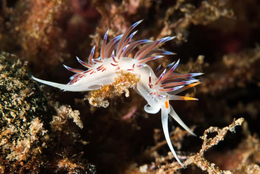 Les nudibranches sont des mollusques aux branchies nues et aux couleurs éclatantes. © manta94, Adobe Stock