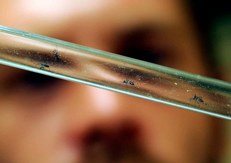 Un scientifique examine des moustiques tigres à Montpellier, dans le sud de la France, dans un laboratoire de l’EID (Entente départementale pour la démoustification). © Pascal Guyot, AFP