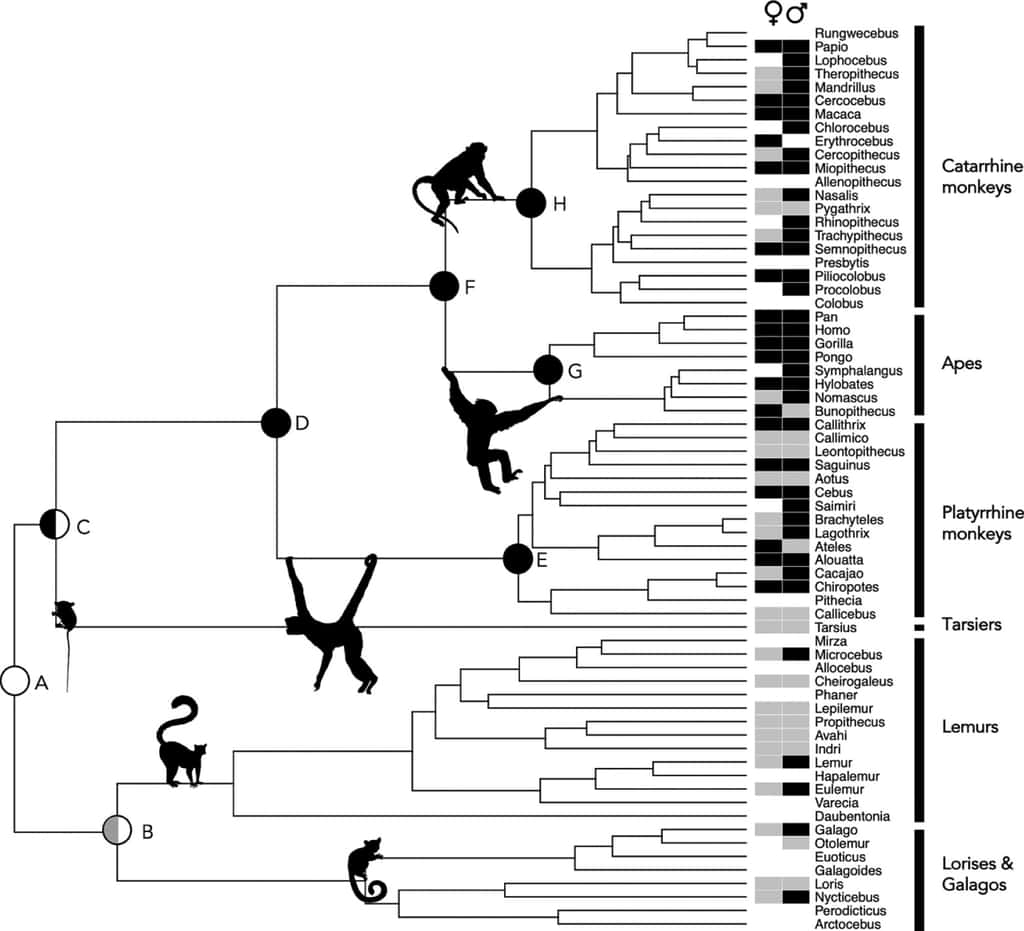 Cet arbre phylogénétique présente l'occurrence rapportée de la masturbation chez les mâles et les femelles des 67 genres actuels de primates (case grise : absence d'observation ; case noire : observation du comportement ; case vide : pas de données). On observe bien que la pratique y est extrêmement répandue, mais qu'elle est plus commune chez les véritables singes, ou Simiiformes, un groupe qui englobe les Platyrhiniens (<em>Platyrrhine monkeys)</em>, les Hominoïdes (<em>Apes)</em> et les Cercopithecoïdes (<em>Catarrhine monkeys</em>) sur cette figure. © Brindle <em>et al</em>. (2023)
