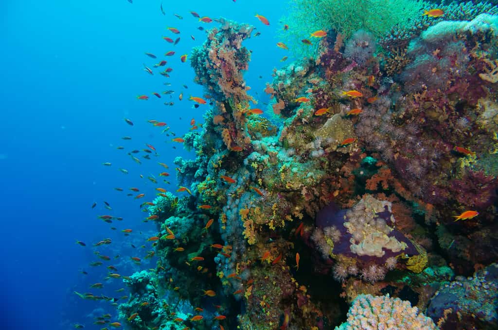 La biodiversité marine pourrait plonger d'ici 2100. © Lotus_studio, Shutterstock