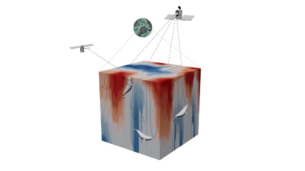 Vue en 3D des mesures de la dynamique des fronts océaniques à fine échelle permises par les données satellites et les plongées d'un éléphant de mer. © Tandi Reason Dahl