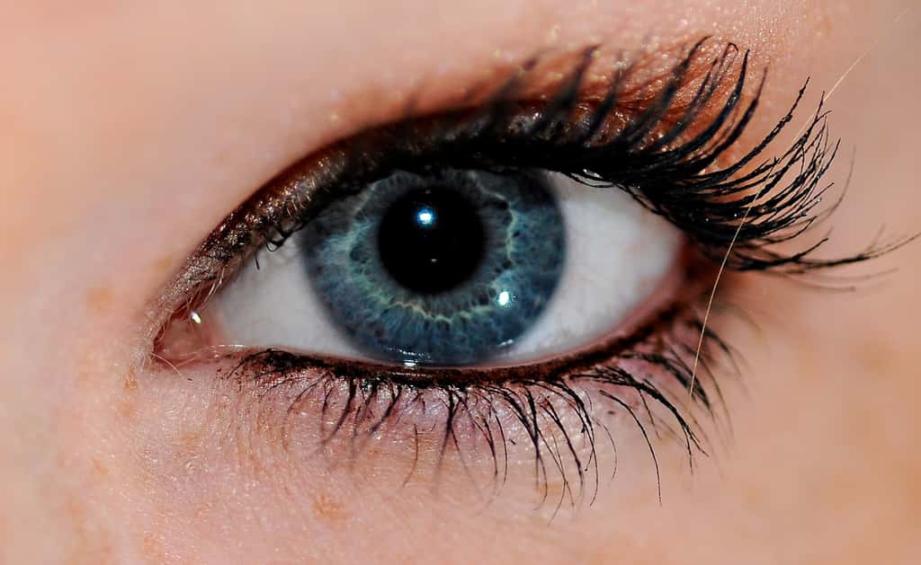 Les yeux bleus seraient apparus après une mutation spontanée il y a quelques millénaires, et le caractère, jugé attirant, se serait répandu dans diverses régions du monde. © Garretttaggs55, Wikipédia, cc by sa 3.0