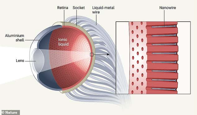 Cet œil bionique mesure à peu près autant que son homologue humain, à savoir un peu plus de 2 cm de diamètre. Il en reprend l’allure et le fonctionnement, avec une lentille, une rétine et ses capteurs, ainsi que sa liaison nerveuse. © Gu & Al, Nature