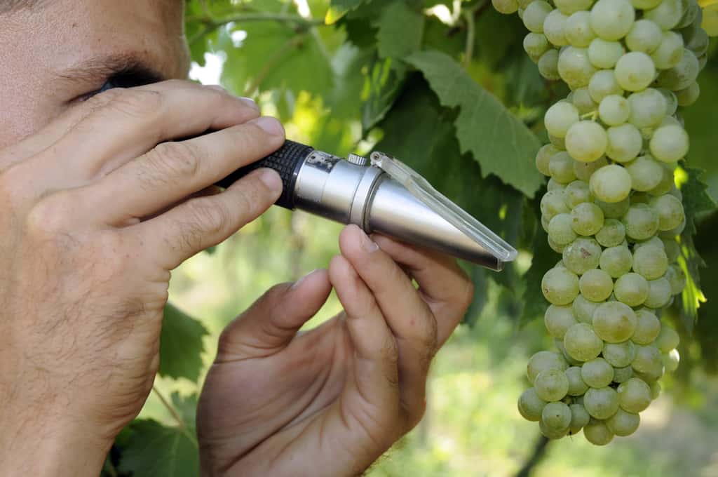Sur le terrain, l’œnologue vérifie la maturation des vignes pour décider des dates de vendanges. © Roberto Fasoli, Fotolia