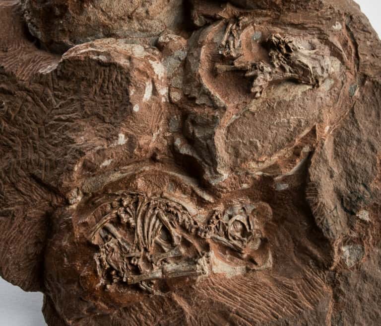 Embryons de <em>Massospondylus carinatus</em>, un dinosaure herbivore parmi les plus anciens au monde, découverts en Afrique du Sud en 1976. © Brett Eloff, ESRF- <em>European synchrotron Radiation Facility</em>, AFP