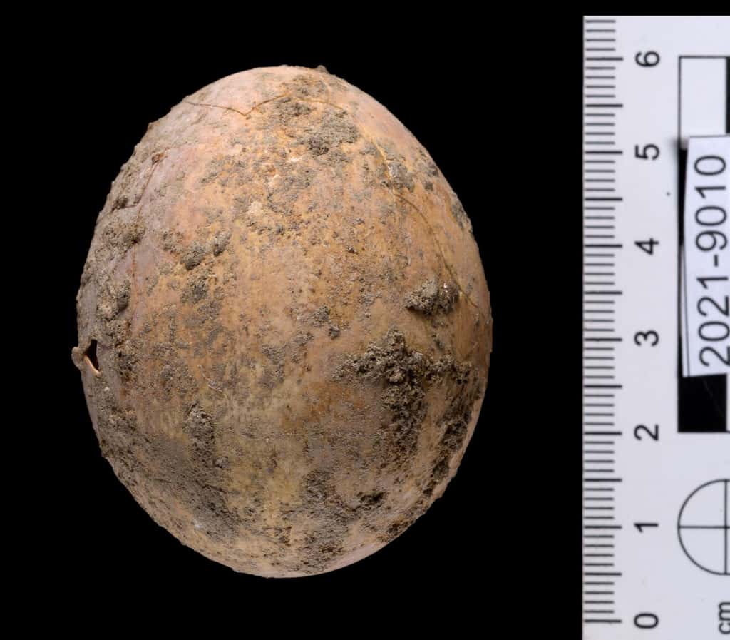 Cet œuf est resté intact pendant 1.000 ans, caché dans une fosse d'aisance en Israël. © Dafna Gazit, <em>Israel Antiquities Authority</em>