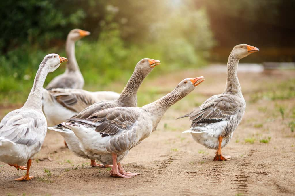 Les oies sont-elles vraiment bêtes ? © Lizaelesina, Adobe Stock