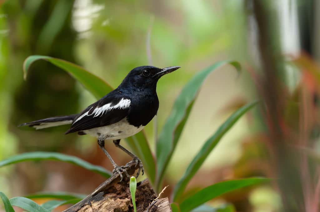 De nombreuses espèces d'oiseaux sont menacées de disparaître sous l'effet du réchauffement climatique. © Cherrybeans, Getty Images
