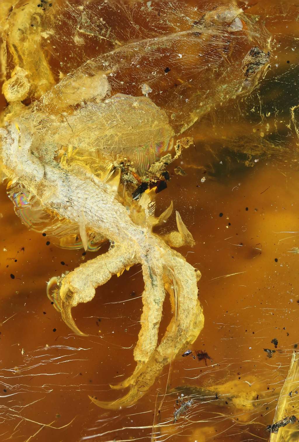 Une des pattes de l’oisillon retrouvé dans l’ambre au Myanmar. Les mineurs pensaient au départ qu’il s’agissait d’une patte de lézard. © Ming Bai, Chinese Academy Of Sciences