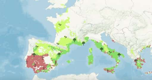 L'évolution de l'olivier d'ici 2095 en cas de réchauffement fort. En vert clair, les zones où il n'était pas présent, mais progresse en 2095. © Nos forêts demain