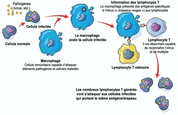 Notre système immunitaire peut faire appel à ses lymphocytes T pour détruire les cellules infectées, par un virus par exemple (reconnus par ses antigènes, les « drapeaux rouges », ici des ronds jaunes). Ce qui empêche le pathogène de se multiplier et freine ainsi sa propagation. © Art of Science, Shutterstock, CC by-sa