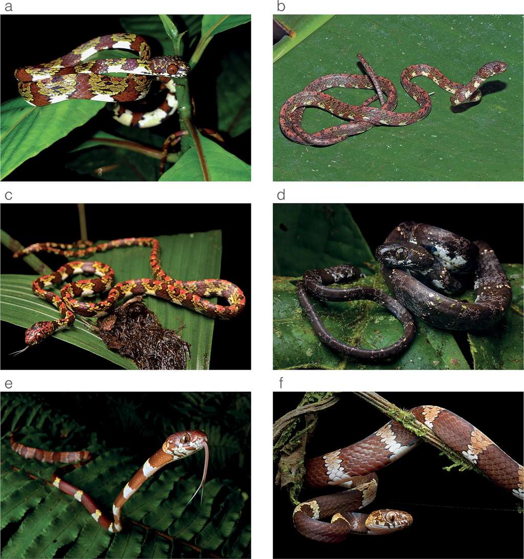 Les cinq nouvelles espèces de serpents, mangeuses d'escargots sont menacées par les activités minières qui dévastent leur habitat. Le serpent de Di Caprio correspondrait aux critères d'espèce « quasi-menacée » de l'IUCN selon les auteurs. (a) <em>S. canopy</em>, (b) S. <em>irmelindicaprioae</em>, (c) <em>S. marleyae</em>, (d) <em>S. vieirai</em>, (e) un serpent du genre <em>Dipsas</em> d'espèce indéterminée, (f) <em>D. welborni.</em> © Eric Osterman, Pearl Ee, Ariel Concepción